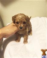 maltipoo puppy posted by NEW PUPPIES